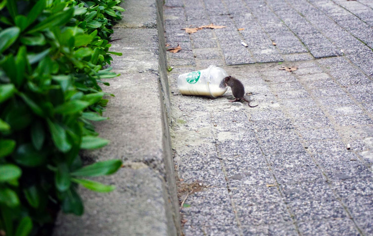 Rodent Issues Sydney - Sydney's Best Pest Control