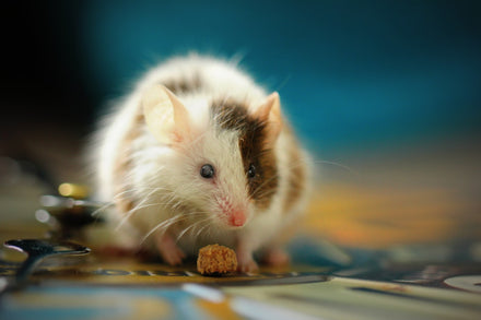 Dealing with rodent droppings in your home